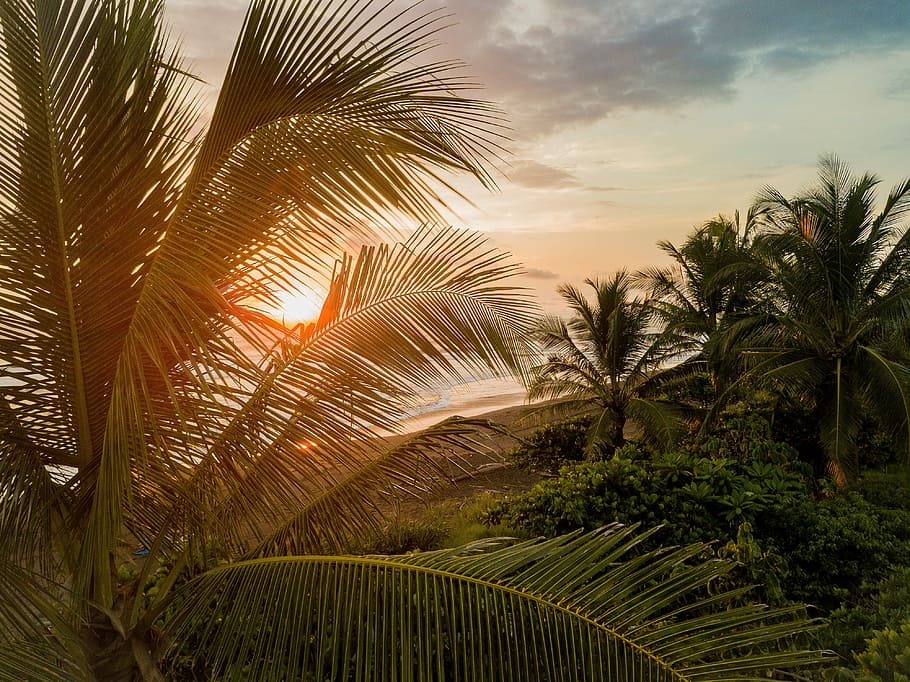aerial view of forest near body of water, coconut trees near body of water at golden hour HD wallpaper