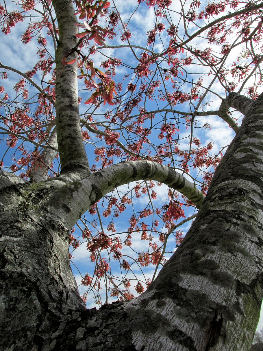 tree, branches, leaves, sky, curves, stripes, bark, nature HD wallpaper