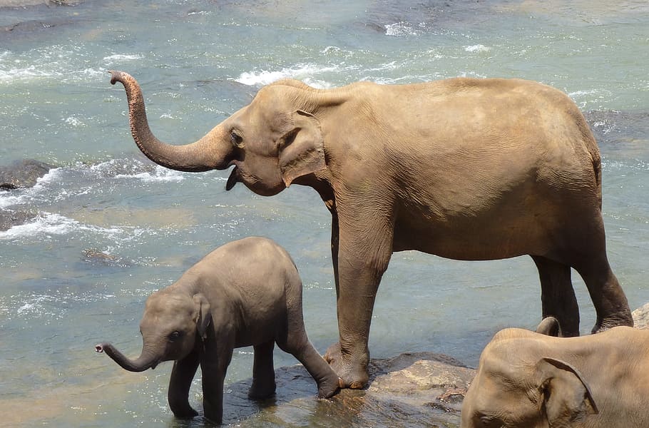 two elephants near body of water, Mother, Child, Sri Lanka, animal themes, HD wallpaper