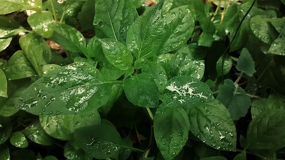 plants, rain, leaf, garden, dew, ecology, green leaves, water HD wallpaper
