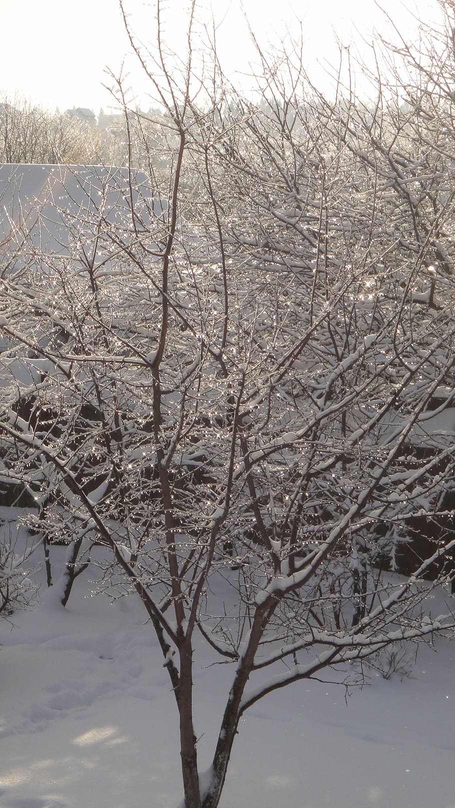 winter, tree, snow, nature, landscape, rime, cold, trees, leann HD wallpaper