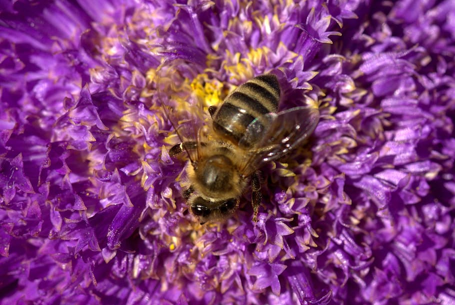 bee, pollination, flower, mov, insecta, nature, one animal HD wallpaper