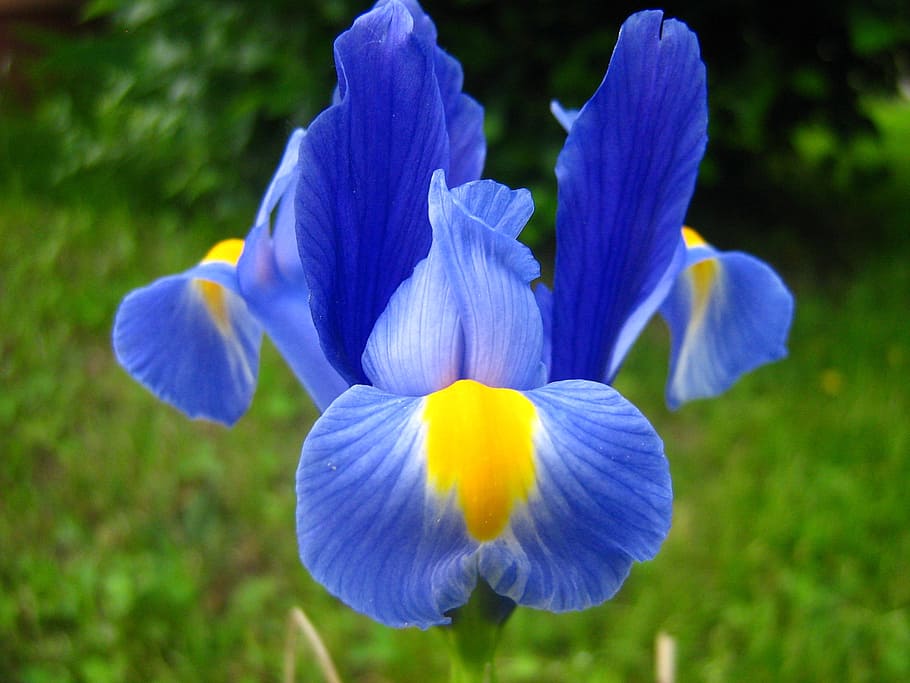 blue and yellow flower, iris, purple iris, spring flower, fleur-de-lis, HD wallpaper