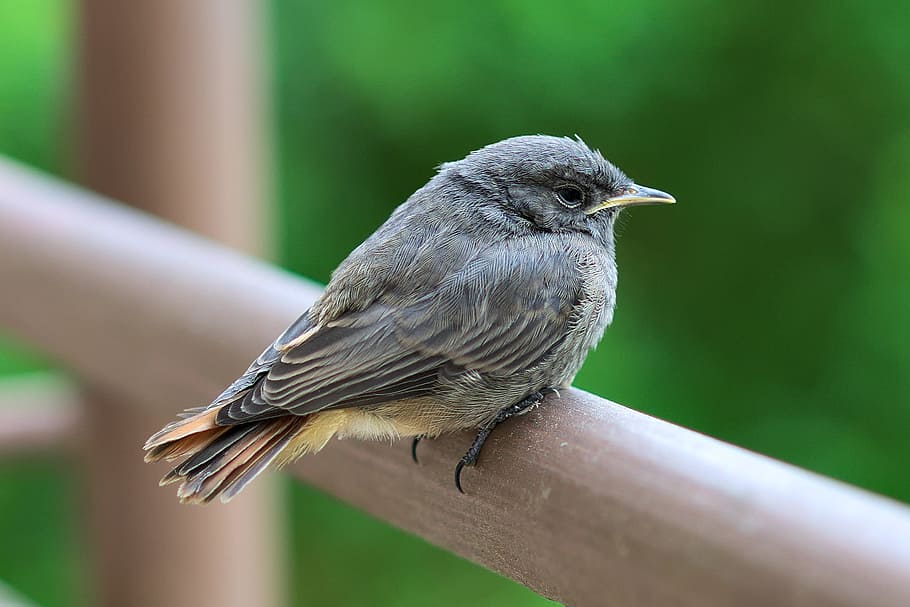 bird, perched, nature, animal wildlife, vertebrate, animals in the wild HD wallpaper
