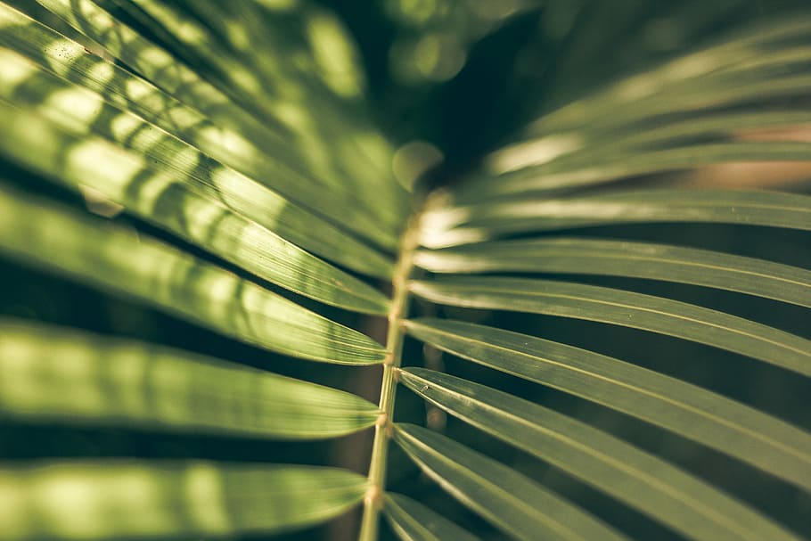 macro shot of leaf, selective focus photography of green leafed plant HD wallpaper