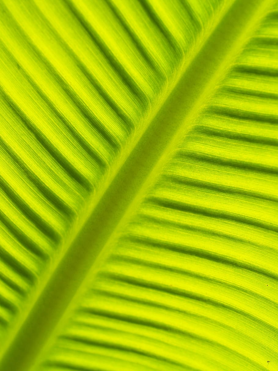 leaf, background, lines, foliage, photosynthesis, natural, grow HD wallpaper