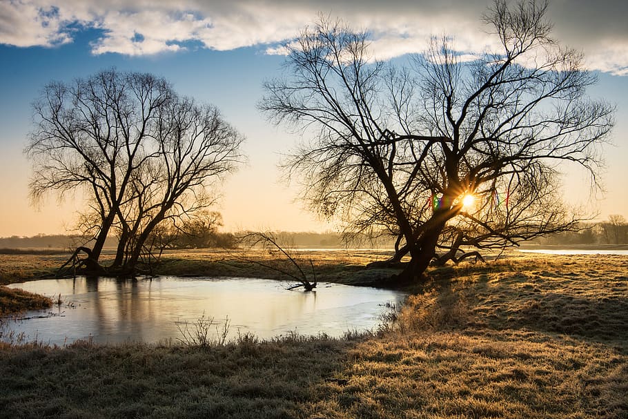 pond near two bare trees in the desert during golden hour, nature HD wallpaper