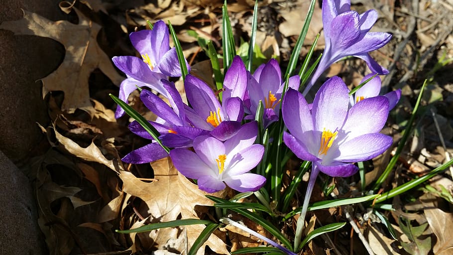spring, flowers, crocus, purple, flowering plant, beauty in nature HD wallpaper