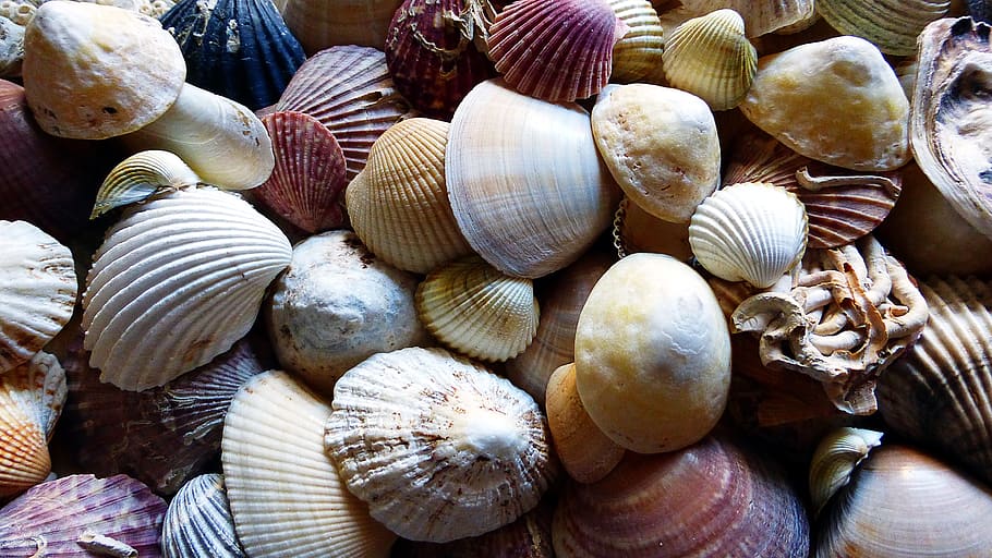 shells, make screen, sea, sand, nature, beach, ocean, marine HD wallpaper