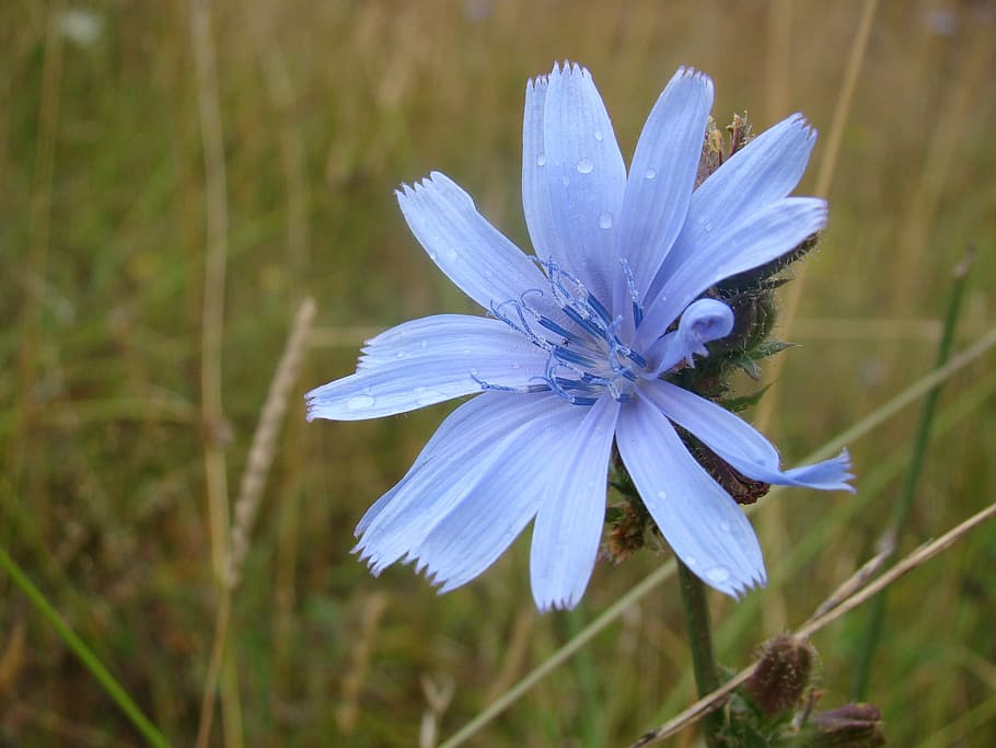 flower, grass, blu, nature, green, meadow, field of flowers HD wallpaper