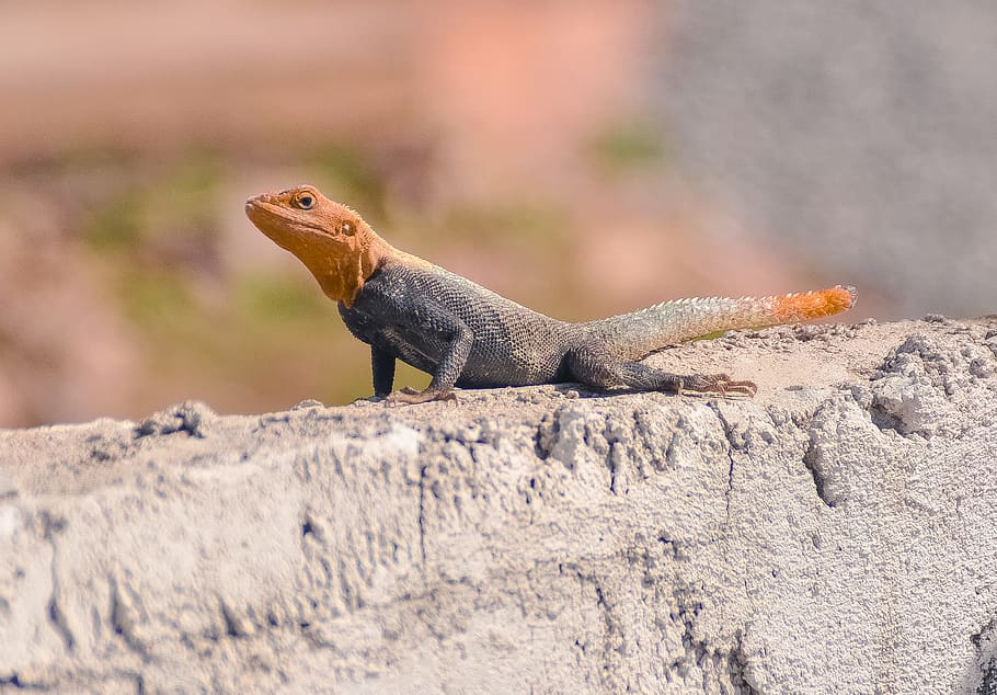 black and brown lizard, black and brown iguana under sunny sky HD wallpaper