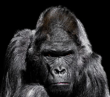 HD wallpaper: gorilla, monkey, climb, help, risk, powerful, ape, view ...
