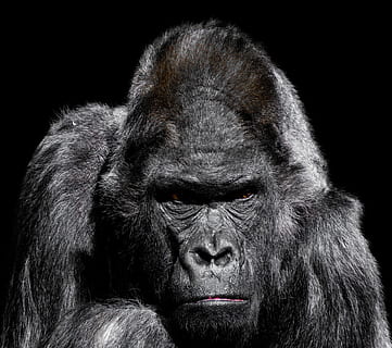 Gorilla, monkey, ape, zoo, silverback, grim, watch, trouble HD wallpaper