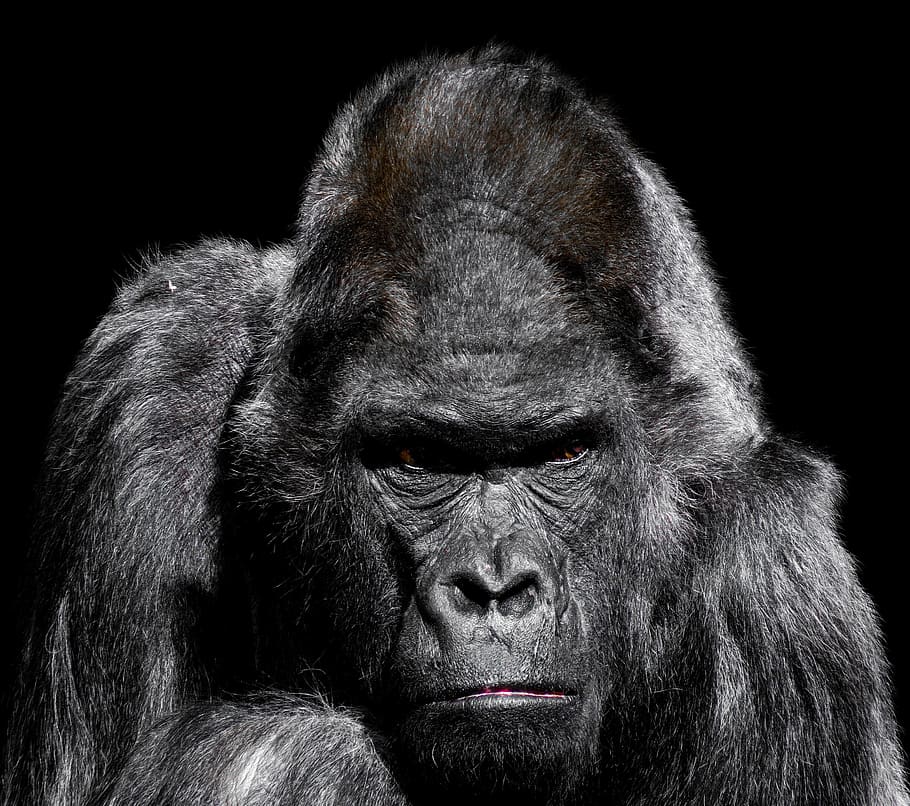 Gorilla, monkey, ape, zoo, silverback, grim, watch, trouble HD wallpaper