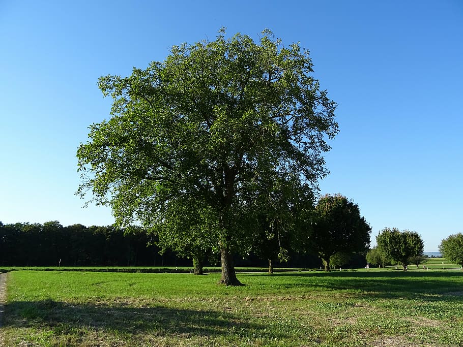 tree, sky, blue, clear, partly cloudy, green, forest, nature HD wallpaper