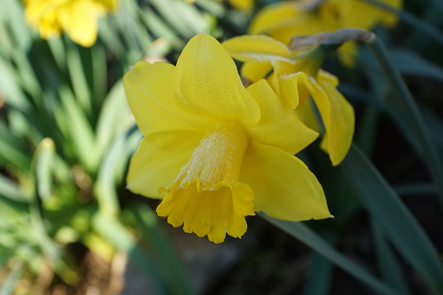 Daffodils, Flower, Yellow, Macro, Nature, green, petal, plant HD wallpaper