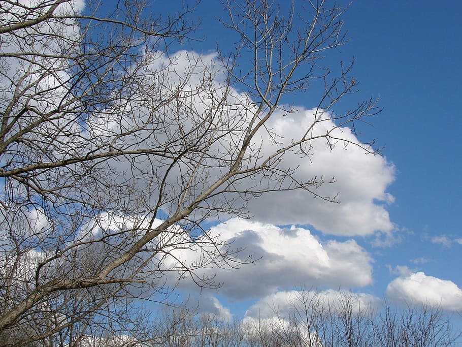 sky, clouds, blue, tree, nature, sunshine, landscape, plant HD wallpaper