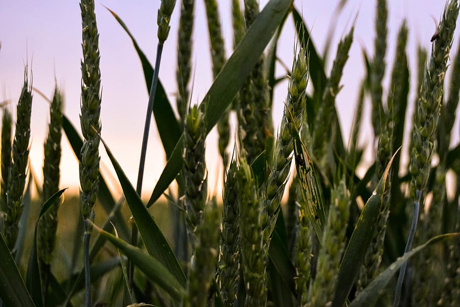 spikelets, future, bread, growth, plant, agriculture, crop HD wallpaper