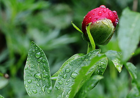 water droplets on red rose, peony, rain, drip, raindrop, nature HD wallpaper