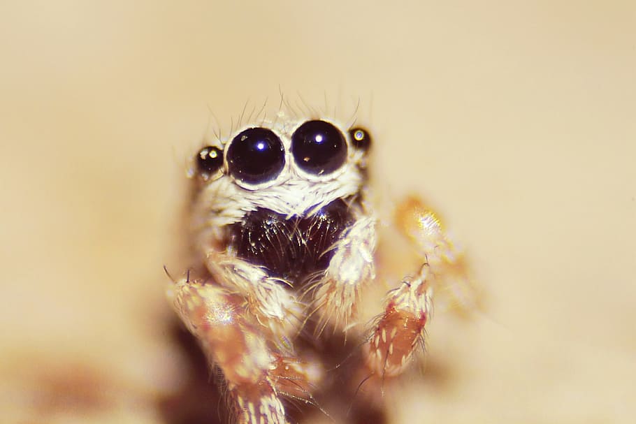 spider, eye, macro, animal themes, one animal, animal wildlife HD wallpaper