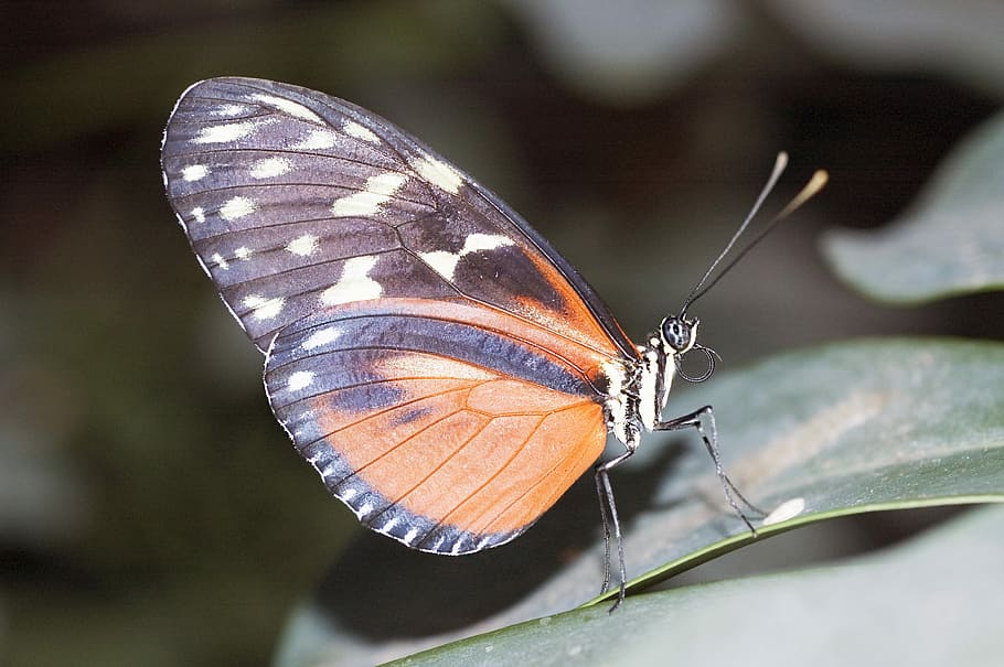 Monarch, Butterfly, Moth, Insect, Garden, animal, butterfly - insect HD wallpaper