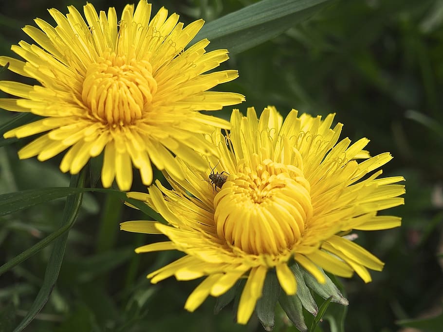 dandelion, sun, spring, wild flower, roadside, bloom, yellow HD wallpaper