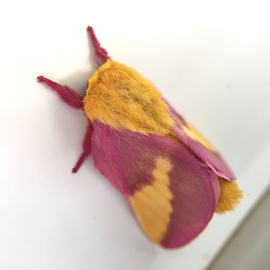 Rosy Maple, Moth, Pink, Yellow, dryocampa, rubicunda, biology, HD wallpaper