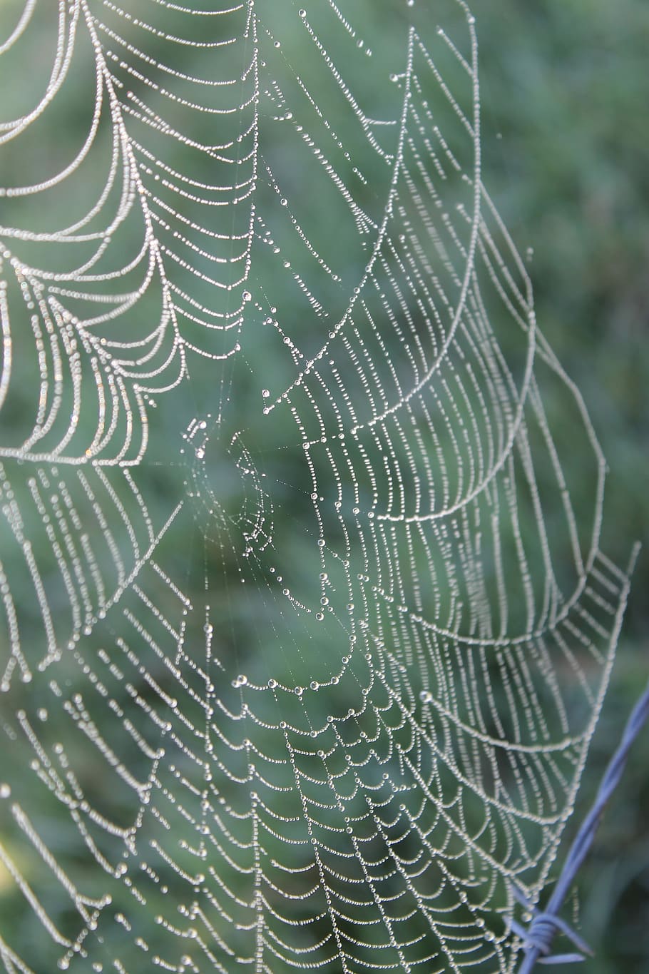 Web, Spider, Dew, Nature, Morning, spider web, drop, dewdrop HD wallpaper
