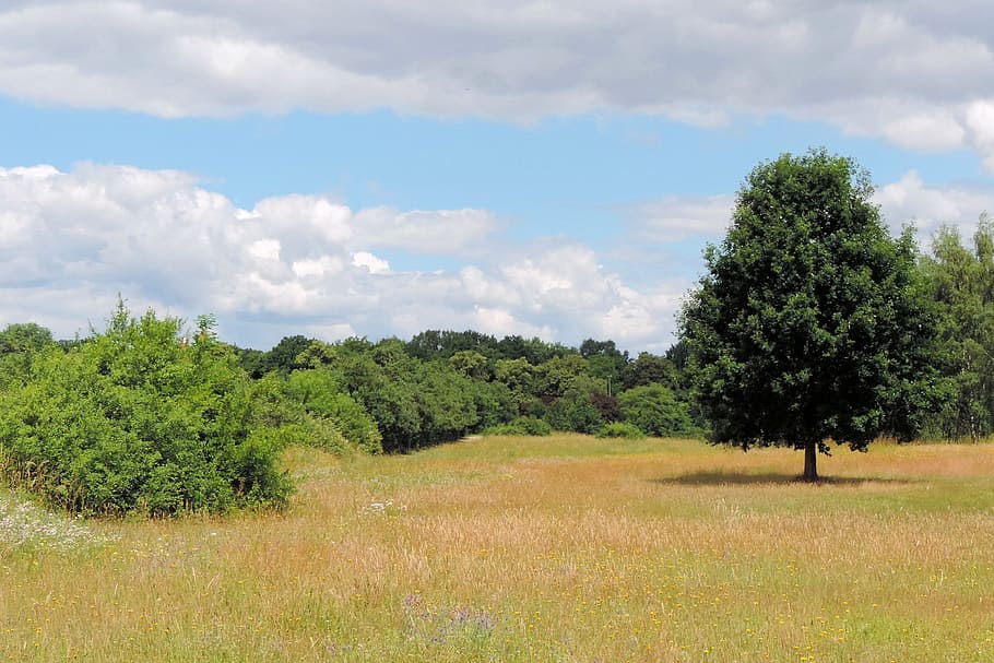 Landscape, Spring, Meadow, Trees, spring meadow, grass, field HD wallpaper