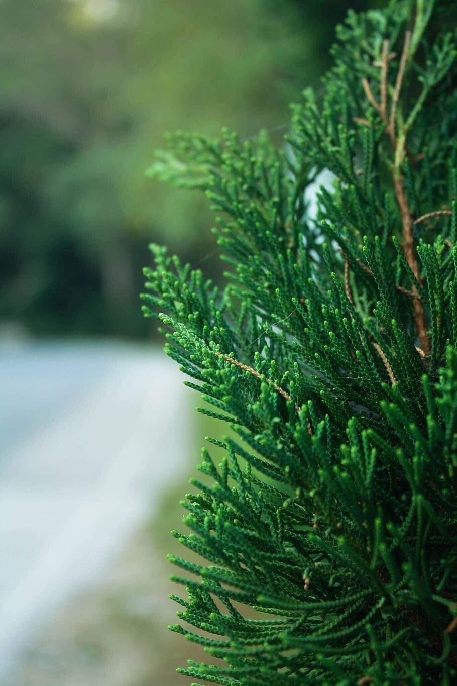 nature, leaf, flora, needle, tree, green color, plant, growth HD wallpaper