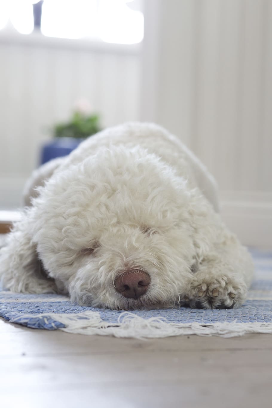 dog-truffle-dog-white-fluffy.jpg