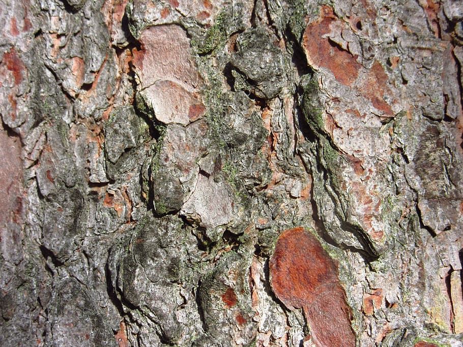 pine bark, tree, close, conifer, log, nature, texture, tree trunk HD wallpaper