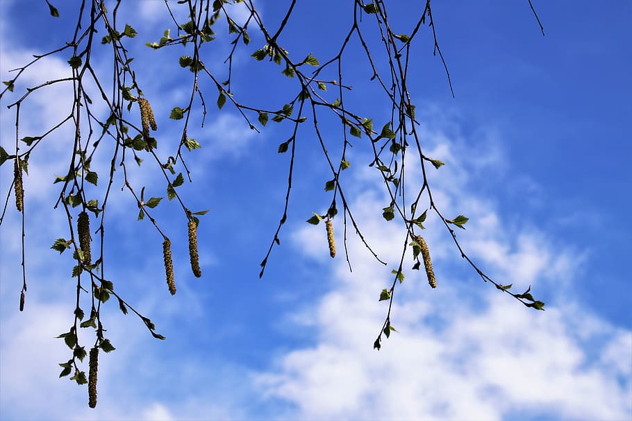 spring, tree, branch, sky, at the court of, nature, the environment HD wallpaper