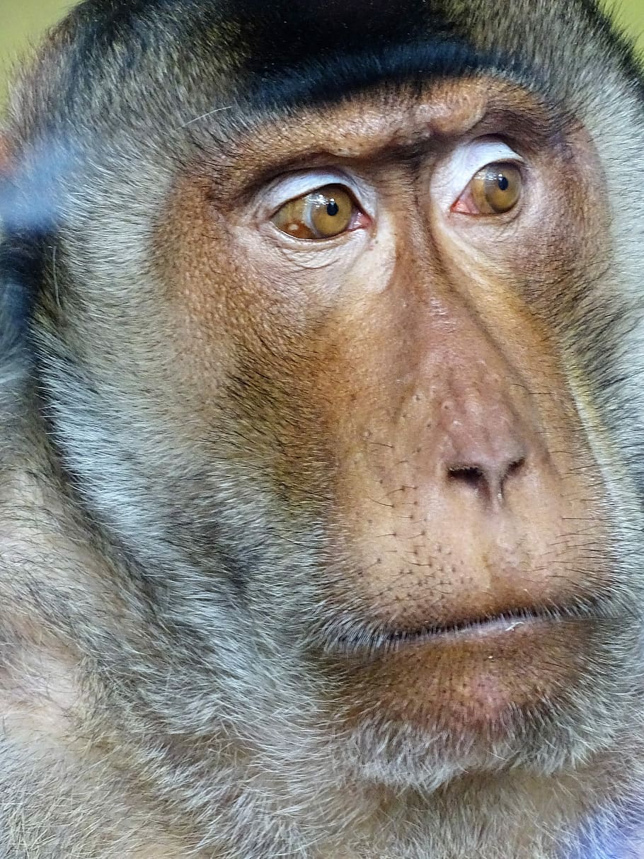 monkey, mammal, portrait, primate, animal wildlife, one animal HD wallpaper
