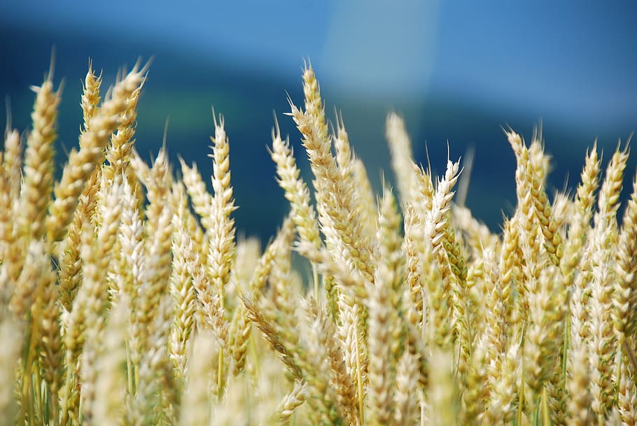 selective focus photography of wheat, wheat field, cereals HD wallpaper