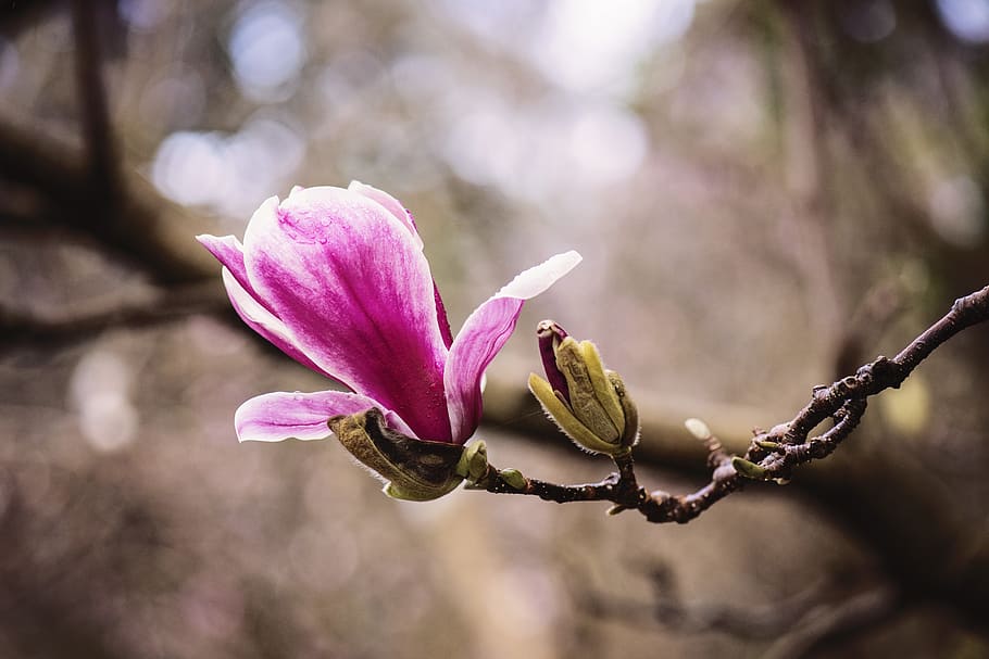 nature, blur, flower, macro, bloom, blooming, blossom, close-up HD wallpaper