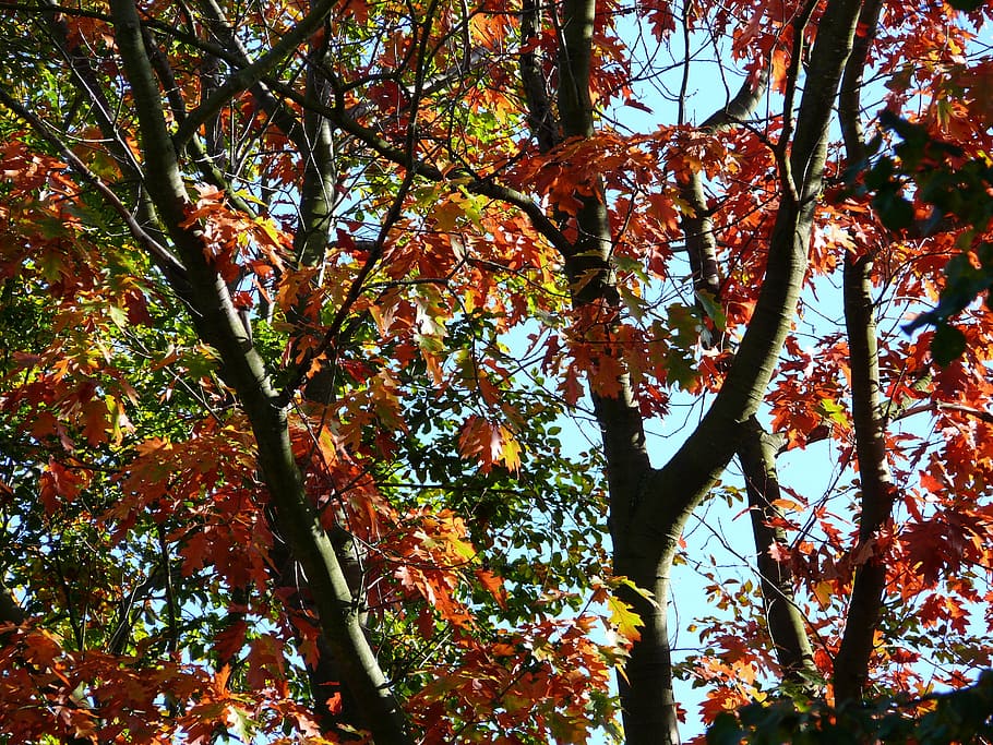 forest, autumn, trees, plant, beauty in nature, change, growth HD wallpaper