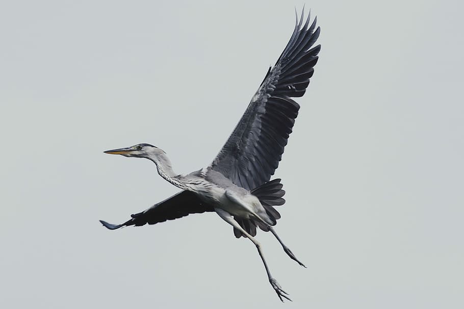 flying bird during daytime, wings, grey, heron, animal, animal themes HD wallpaper