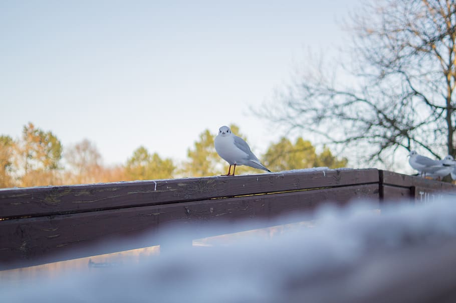 White and Gray Bird on Brown Wooden Handrail, animal, perched HD wallpaper