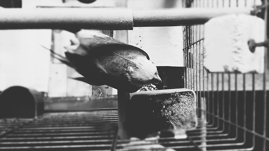parrot, bird, cage, feather, black, wing, deep, dark, black and white