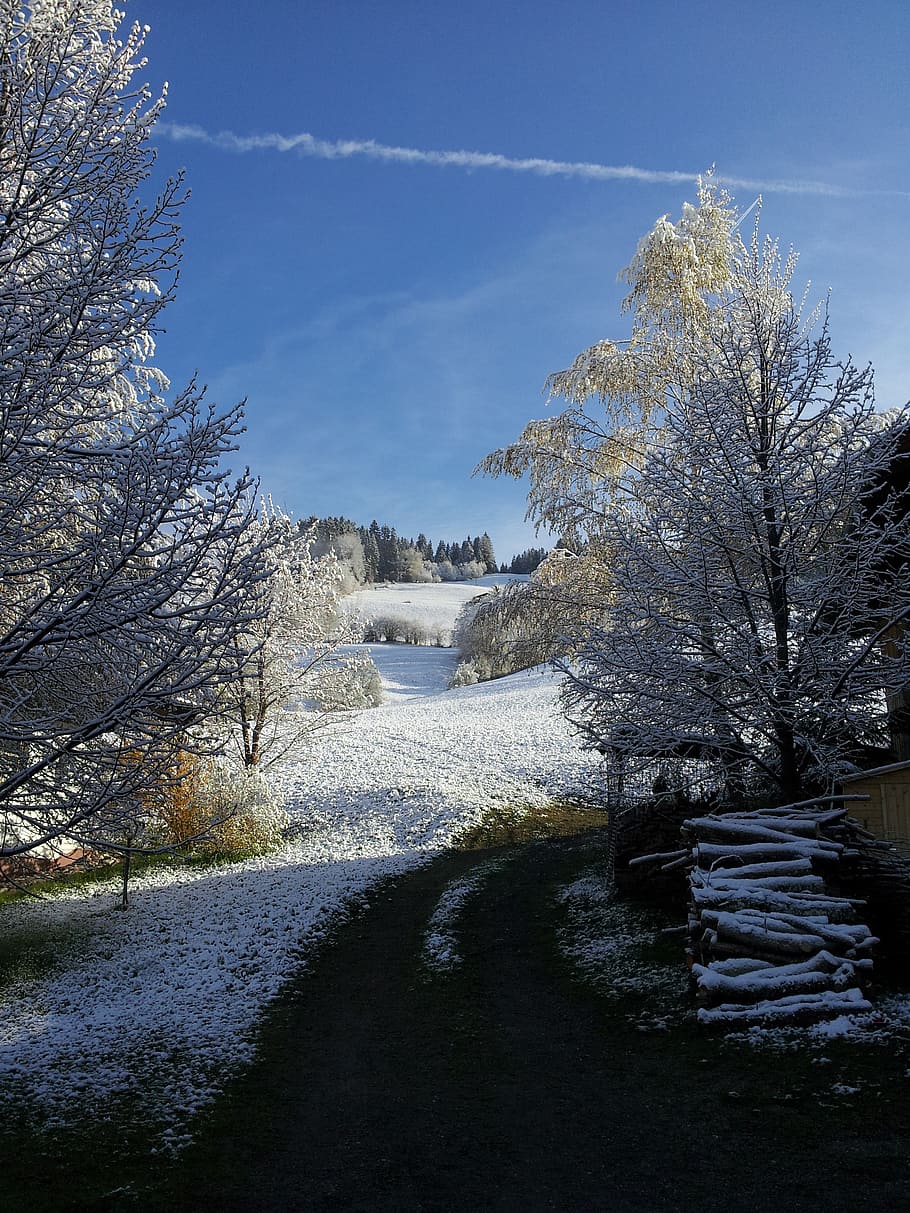 wintry, winter, snow, white, cold, snow magic, tyrol, tree HD wallpaper