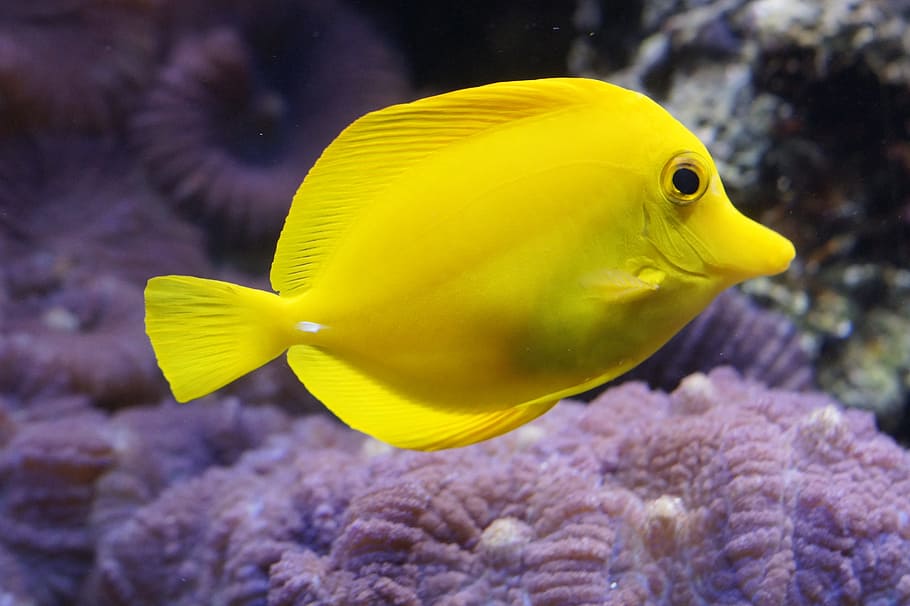 neon yellow fish