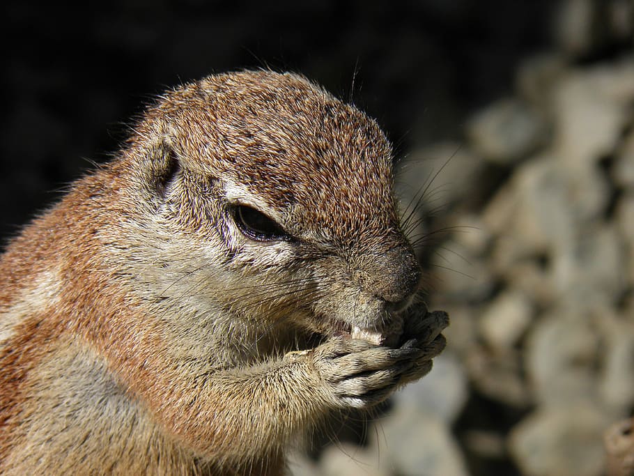 animals, the squirrel, rodent, one animal, animal wildlife HD wallpaper