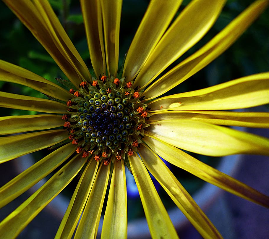 macro photo of yellow petaled flower in bloom, flora, nature HD wallpaper