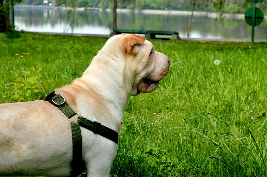 sharpay, dog, grass, greens, collar, living nature, animal HD wallpaper