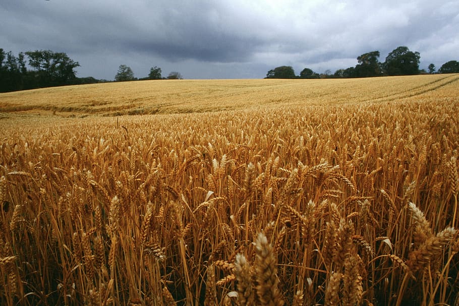 danemark, corn, landscape, rural scene, cereal plant, crop HD wallpaper