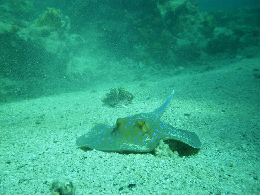 Diving, Sea, ray, underwater, animal themes, animals in the wild HD wallpaper