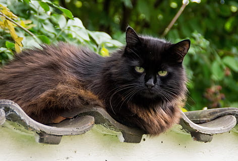 long-coated black and brown cat, thick, fluffy, thick cat, psychiatric HD wallpaper