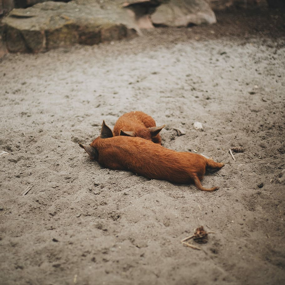 two pigs lying on sand during daytime, two brown piglets lying down on sand HD wallpaper