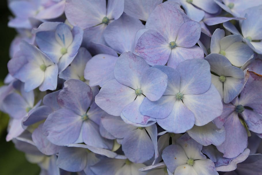 hydrangea, purple, in full bloom, flower, flowering plant, beauty in nature HD wallpaper
